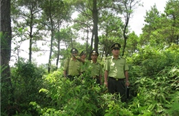 Tuyên Quang tịch thu 125m3 gỗ khai thác trái phép 
